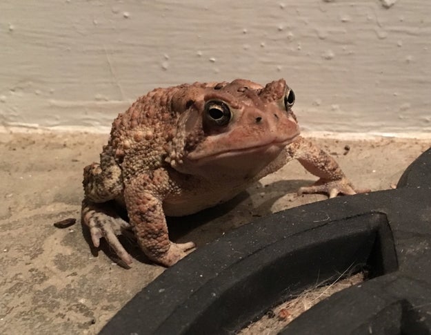 This is Mr. Toad.