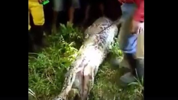 A graphic eyewitness video of the snake being cut open to reveal Akbar's body was posted on YouTube by Indonesian media outlet Tribun Timur.