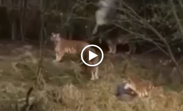 Video Nger Kena Baham Dengan 4 Ekor Harimau.