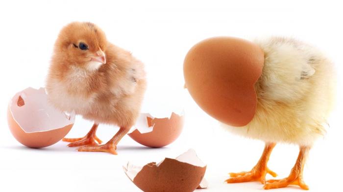 Hasil gambar untuk Duluan Mana, Telur Atau Ayam? Ini Jawabannya Dalam Pandangan Islam