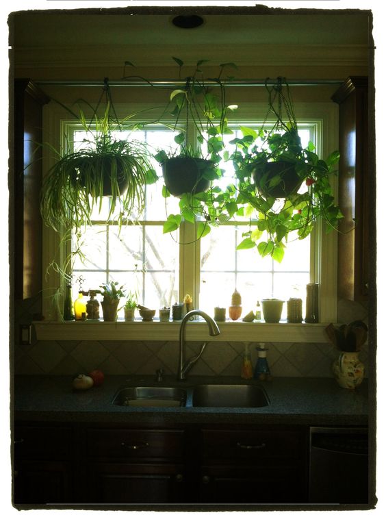 نتيجة بحث الصور عن ‪plants in your kitchen‬‏
