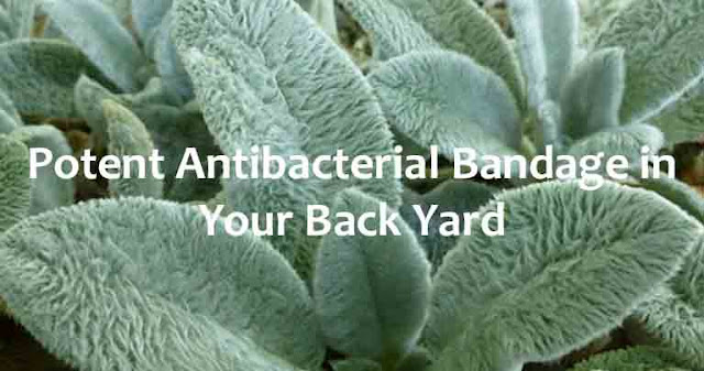 Lamb’s Ears: Grow a Potent Antibacterial Bandage in Your Back Yard