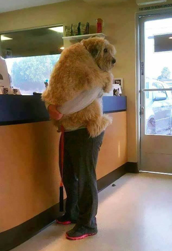 Somebody needed some comforting during a checkup at the vet
