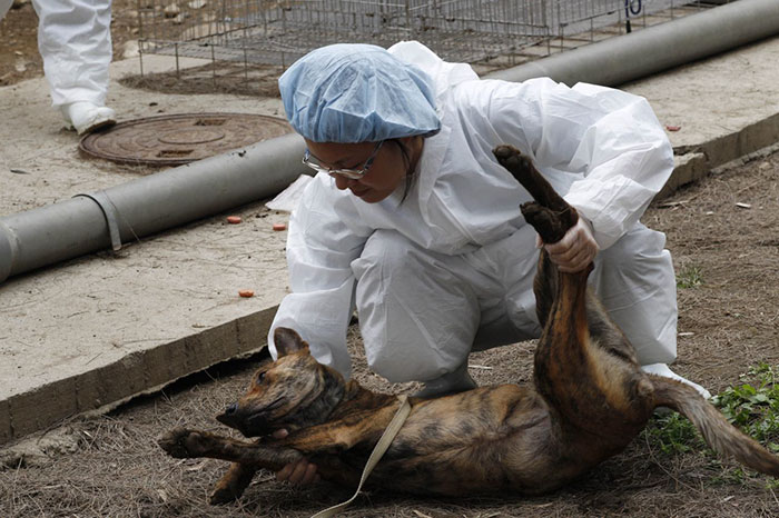 Taiwan-bans-eating-dogs-cats-meat-2