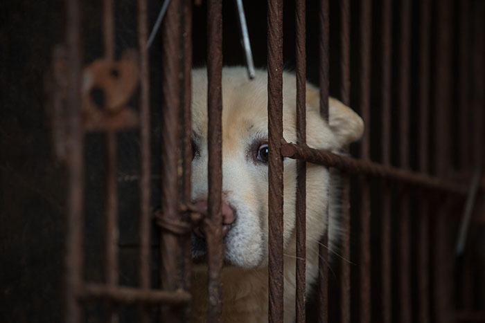 Taiwan-bans-eating-dogs-cats-meat-4