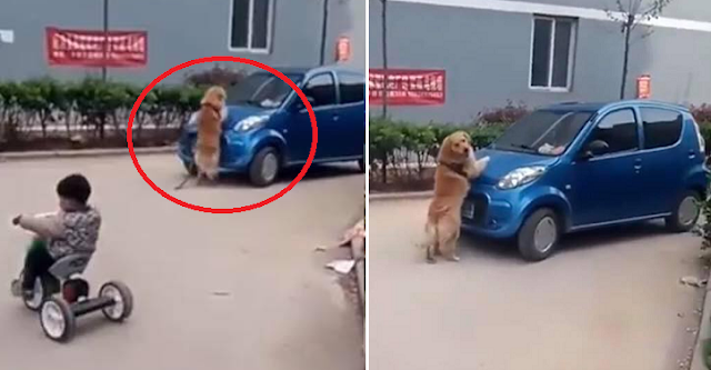 This Heroic Dog Protected A Kid From A Moving Car! Watch This!