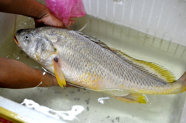Con cá được cho là cá sủ vàng mà anh Quân câu được trên sông Đồng Nai vào chiều 17/4.