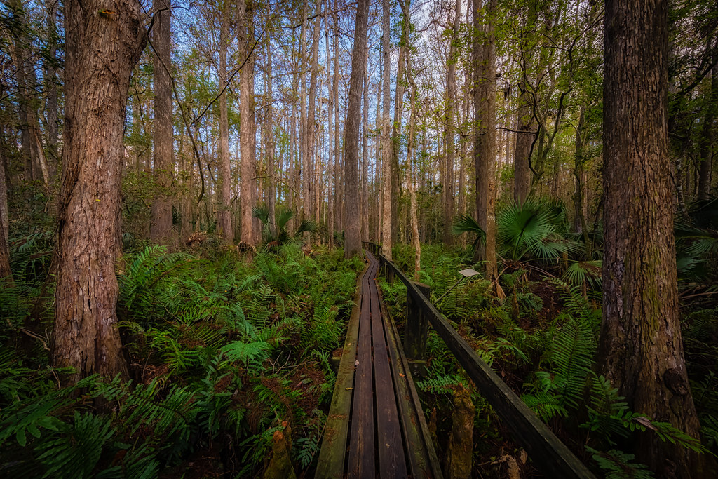 Catwalk through the Swamp