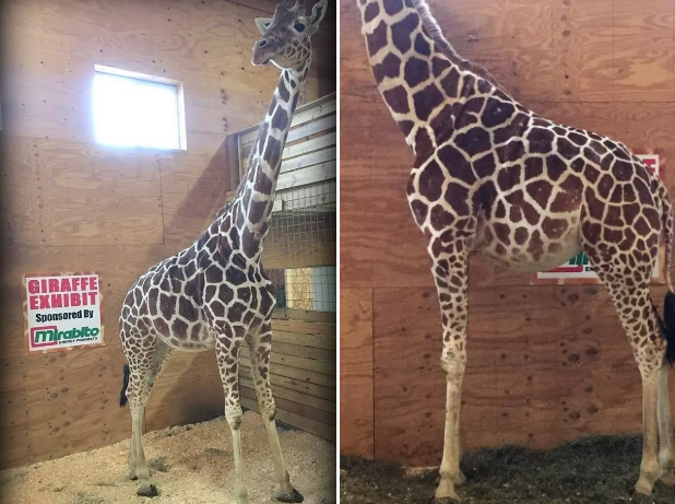 In case you have somehow missed it, the internet has been collectively stalking a pregnant giraffe named April waiting for the day she gives birth.