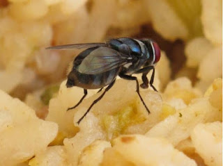 This Is What Really Happens When A Fly Lands On Your Food! It's Even More Disgusting Than What You Imagined!
