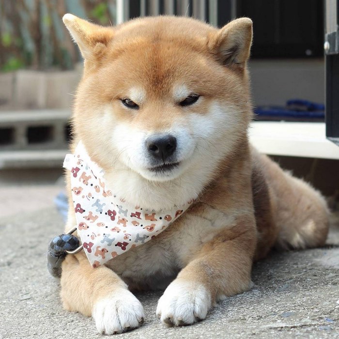 cute-dog-shiba-inu-ryuji-japan-14