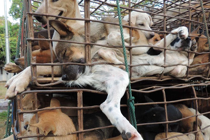 Taiwan-bans-eating-dogs-cats-meat-11