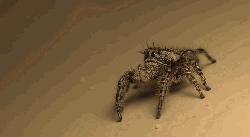 Whoa, Spiders Could Eat Everyone In A Year If They Wanted To, WTF