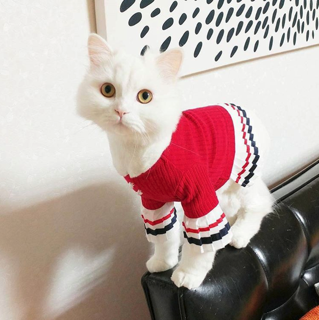 You think having a cat means a photogenic kitty who will give you the sweetest Instagrams ever:
