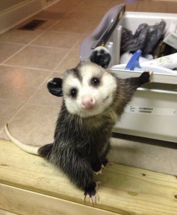 orphaned-opossum-refuses-release-opie-17