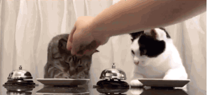 Stop What You're Doing And Watch These Cats Ringing A Bell For Food