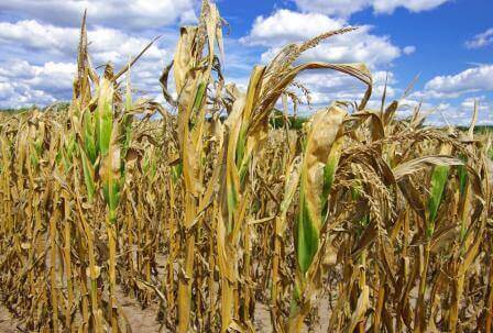 drought damaged corn