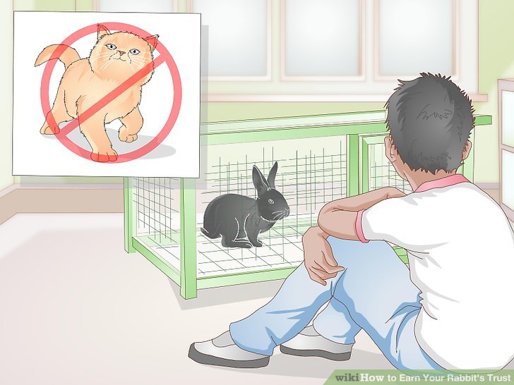 Earn Your Rabbit's Trust Step 1 Version 2.jpg