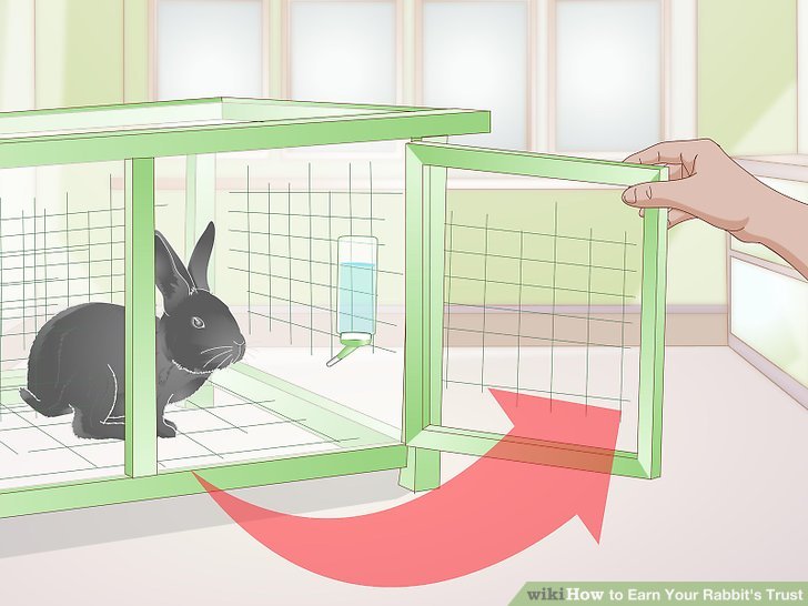 Earn Your Rabbit's Trust Step 2 Version 2.jpg