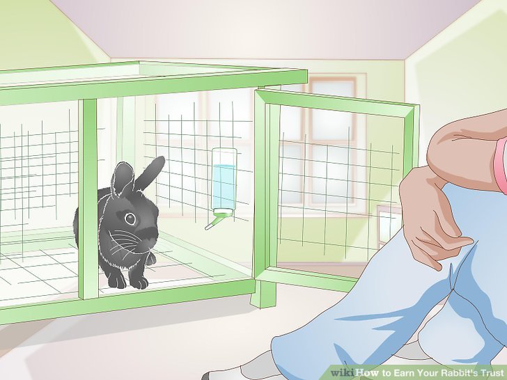 Earn Your Rabbit's Trust Step 3 Version 2.jpg