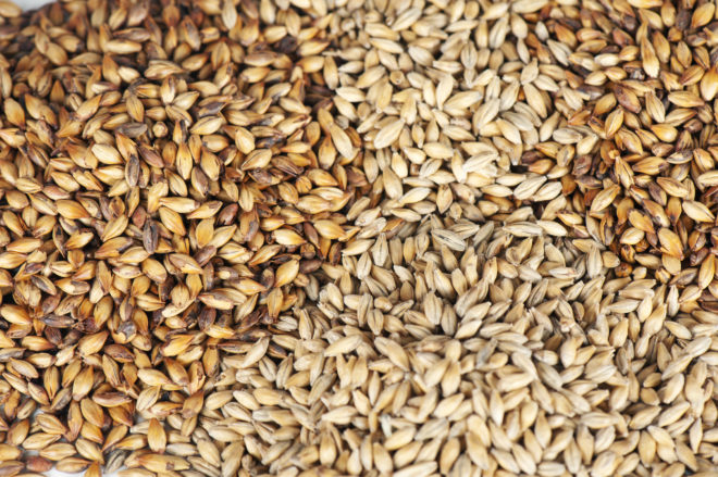 You Want Better Beer? Good. Here’s a Better Barley Genome