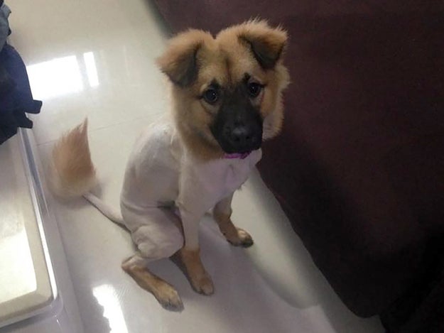 This is what happened when one man took his dog for a haircut in China but couldn't speak any Chinese.