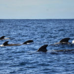 Fotos de Tenerife, excursion para ver ballenas