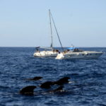 Fotos de Tenerife, ballenas junto a los barcos