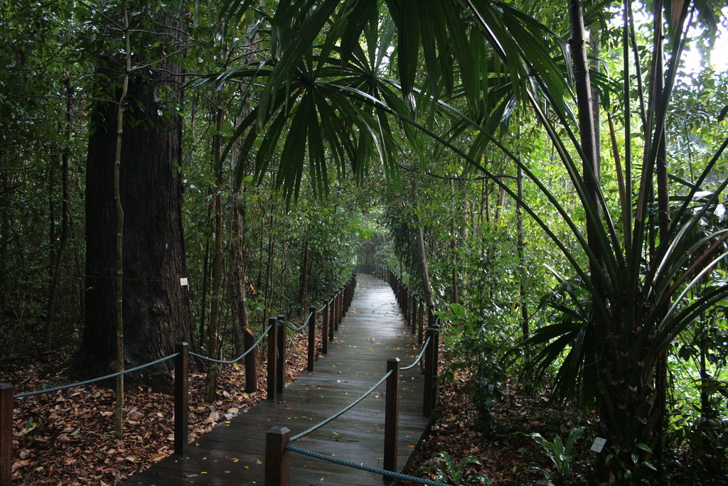 The rainforest walk at Singapore botanic gardens