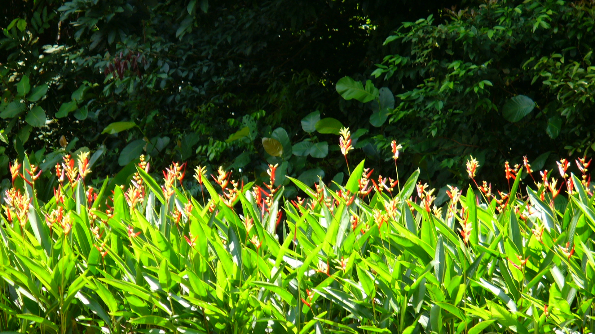 Flowers in Bloom - Singapore Botanic Gardens