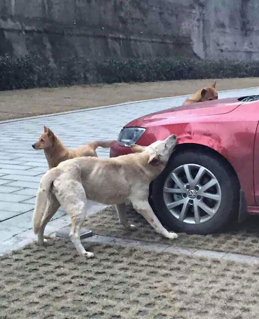 Look Here! A Heartless Man Kicks a Stray Dog - It Comes Back with Its Pack To Wreck the Man's Car!