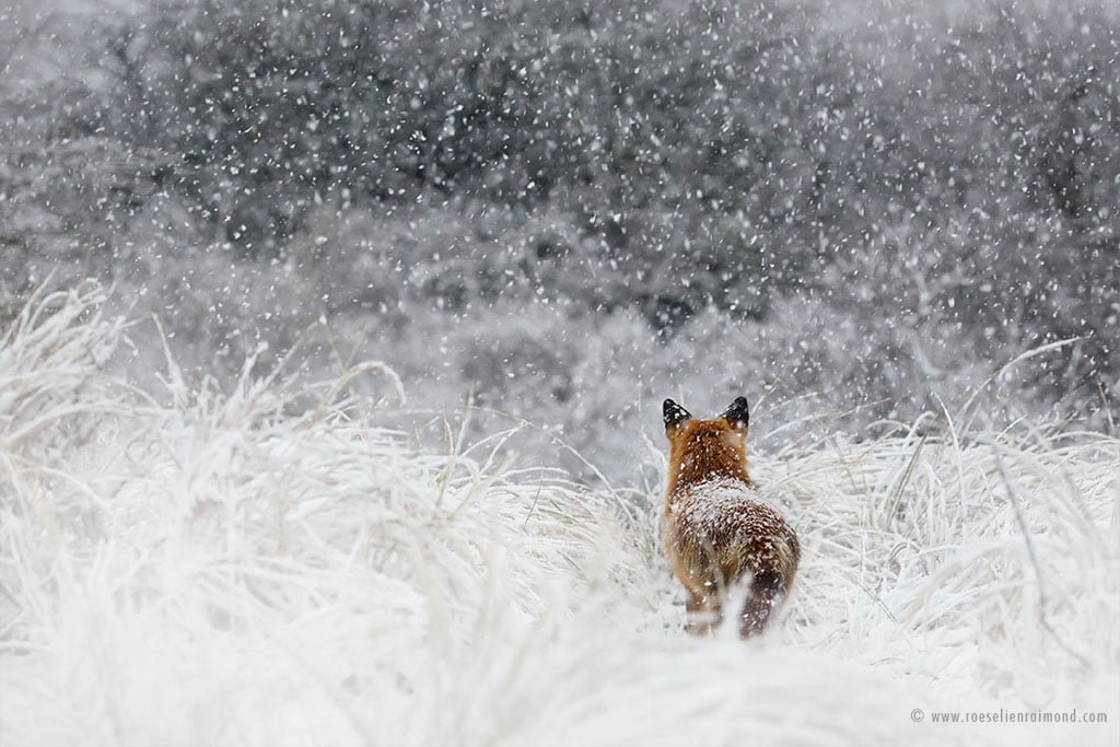 Red Fox Photos in the Snow by Roeselien Raimond