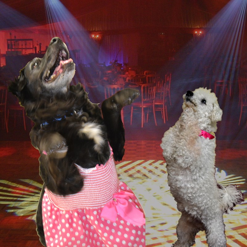 The final contenders of senior dogs prom contest