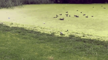 FAIL dog runs for birds and falls into pond