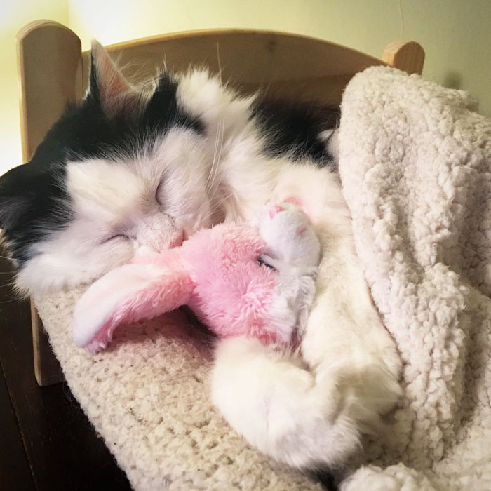 rescue-cat-sleeps-doll-bed-sophie-5