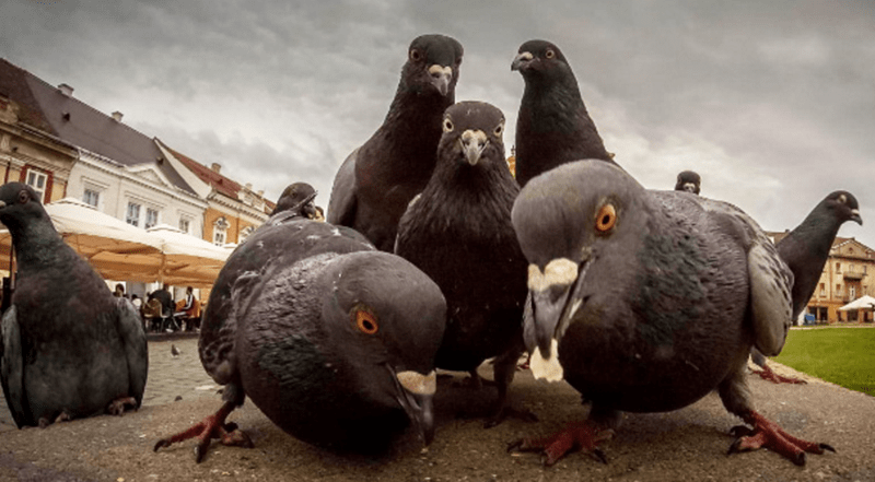 10 pictures of animals that look like they are gearing up to drop a hot music album.