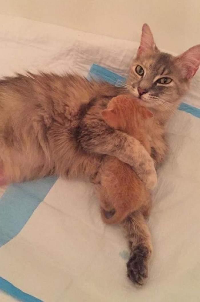 mother-shelter-cat-nurtures-orphan-kitten-ember-flame-9