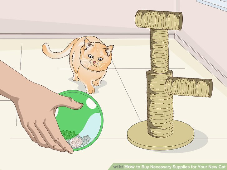 Buy Necessary Supplies for Your New Cat Step 6.jpg