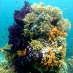 scuba diving in Raja Ampat