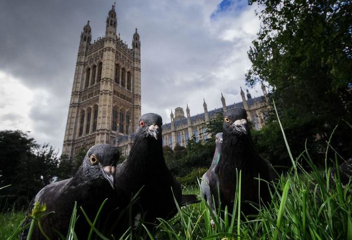 Parliament Pigeons, London, Uk
