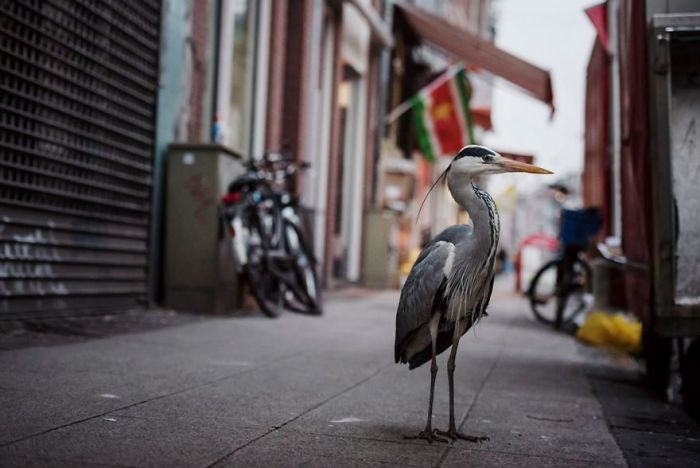 Dam Herons, Amsterdam, Netherlands