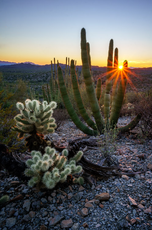 Organ Pipe Cactus National Monument, Arizona, by Anne McKinnell habit better photographer