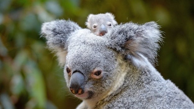 Oh hey, I COULDN'T HEAR YOU OVER THE AWESOMENESS THAT IS THIS FRIGGING BABY KOALA.