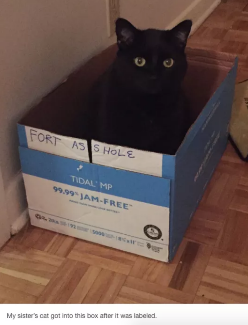 Cats will sit in anything: