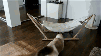 cat tries to jump on a hammock and misses