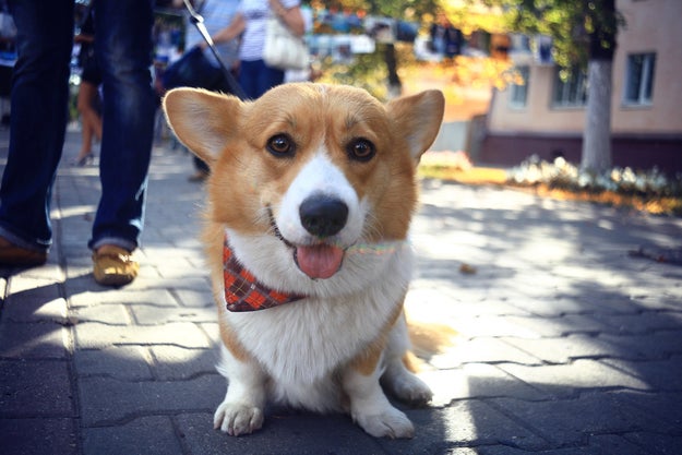 Corgis are known for always appearing happy and smiling (and TBH a little naive).