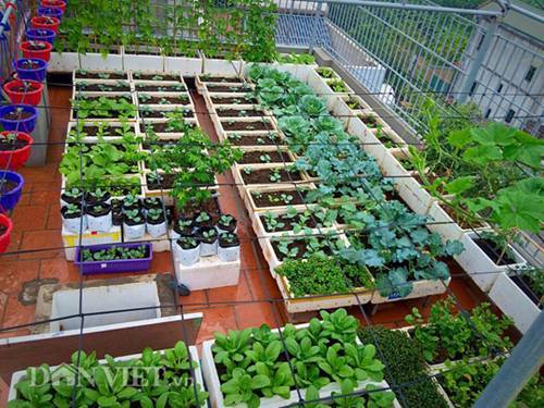 trồng rau sạch, trồng rau ban công, vườn rau trên sân thượng