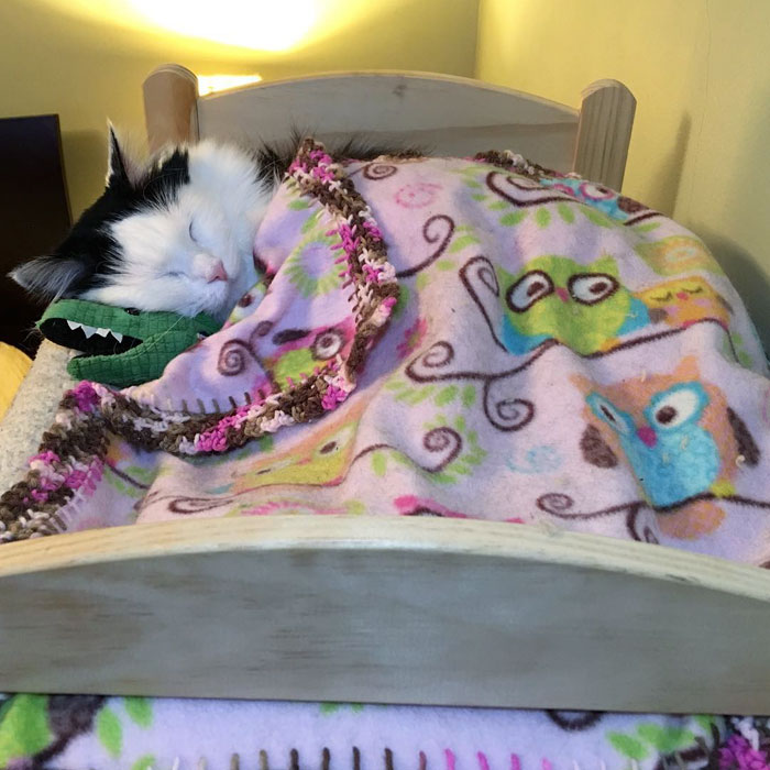 rescue-cat-sleeps-doll-bed-sophie-10
