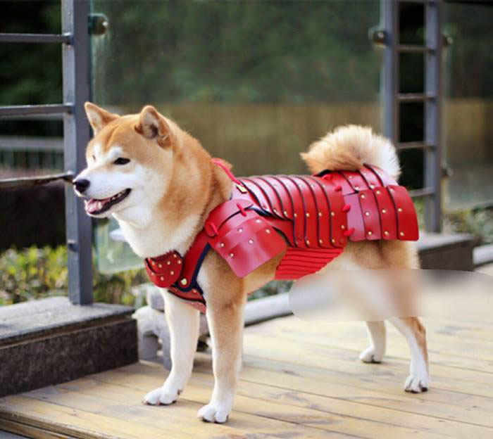 pet-dog-cat-armor-samurai-age-japan-7a