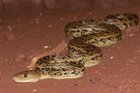 Scary Snake Strategy: Cuban Boas Hunt in Packs